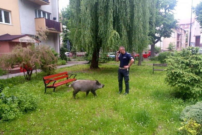 Policjanci w Legnicy musieli... przegonić dzika
