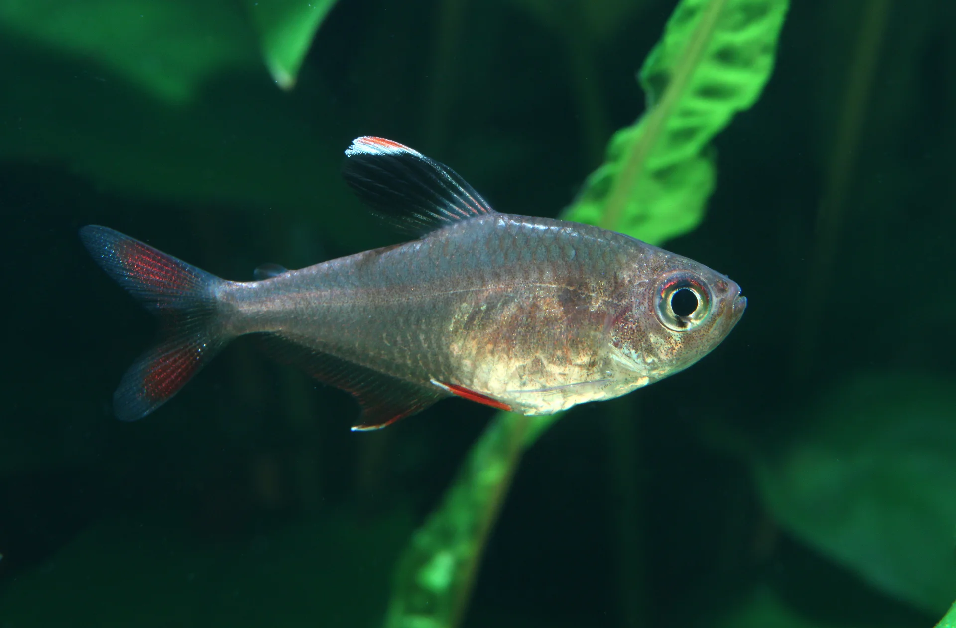 Tetra Tetra
