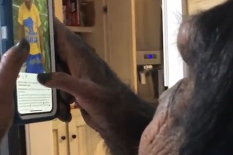 Ten szympans bez problemu poradził sobie z przeglądaniem Instagrama.