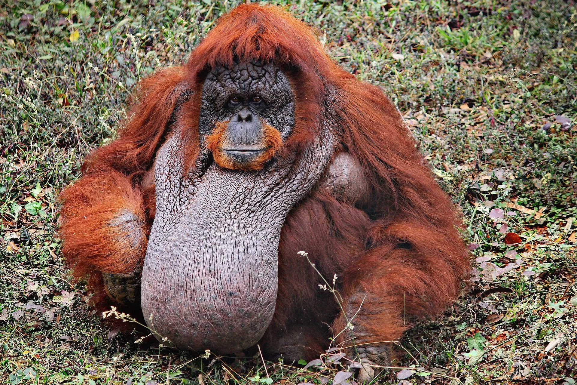 Orangutan borneański