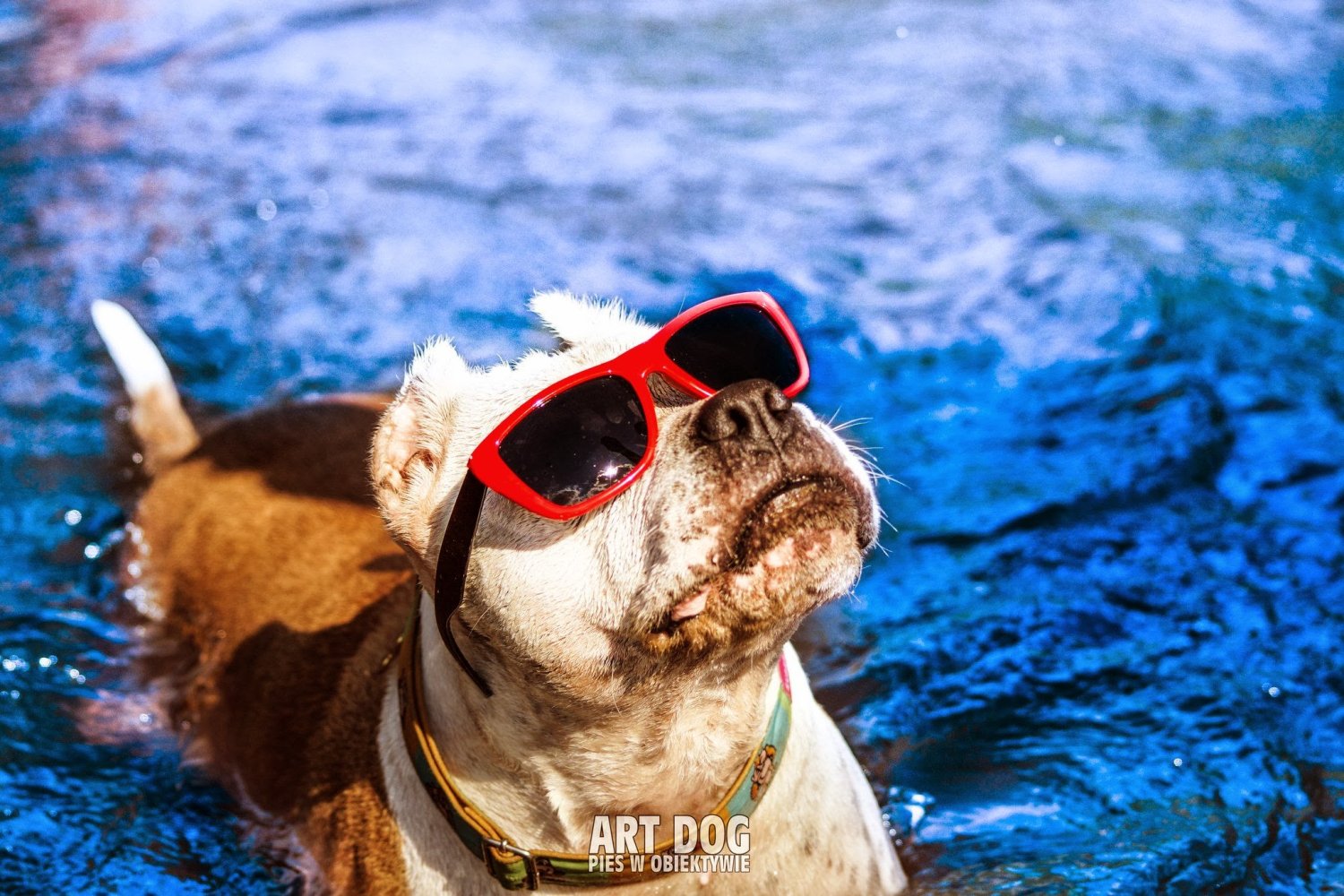 Suczka Beza jest najpopularniejszą podopieczną Fundacji AST. To także dzięki niej przyjaciele amstaffów i bulterierów podbijają internet.