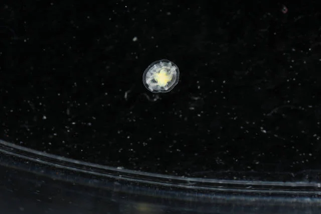 Turritopsis dohrnii