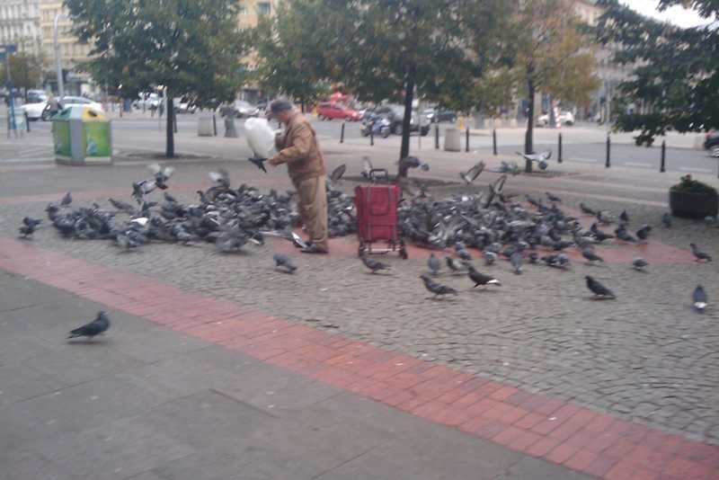 Starsi ludzie często dokarmiają gołębie