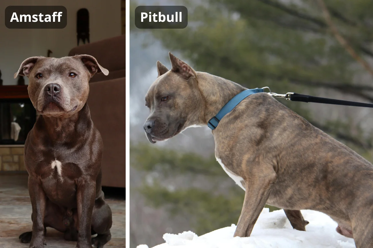 Amstaff i Pitubull