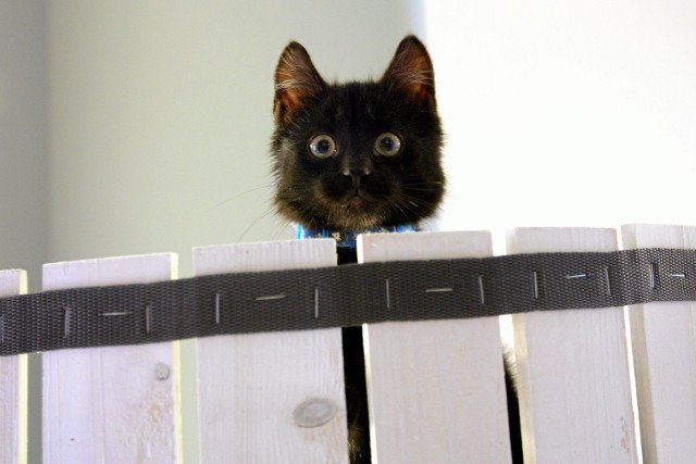 Stosunek do kotów nie powinien mieć barw partyjnych