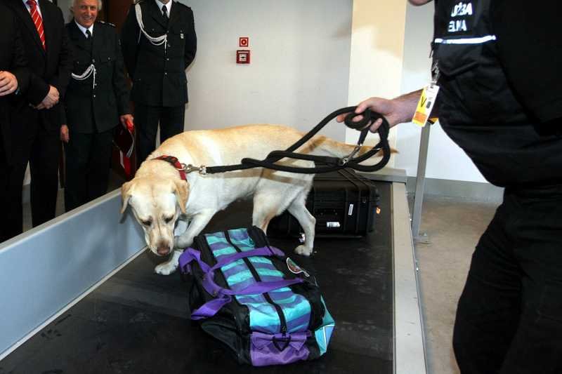 Labrador podczas służby na lotnisku
