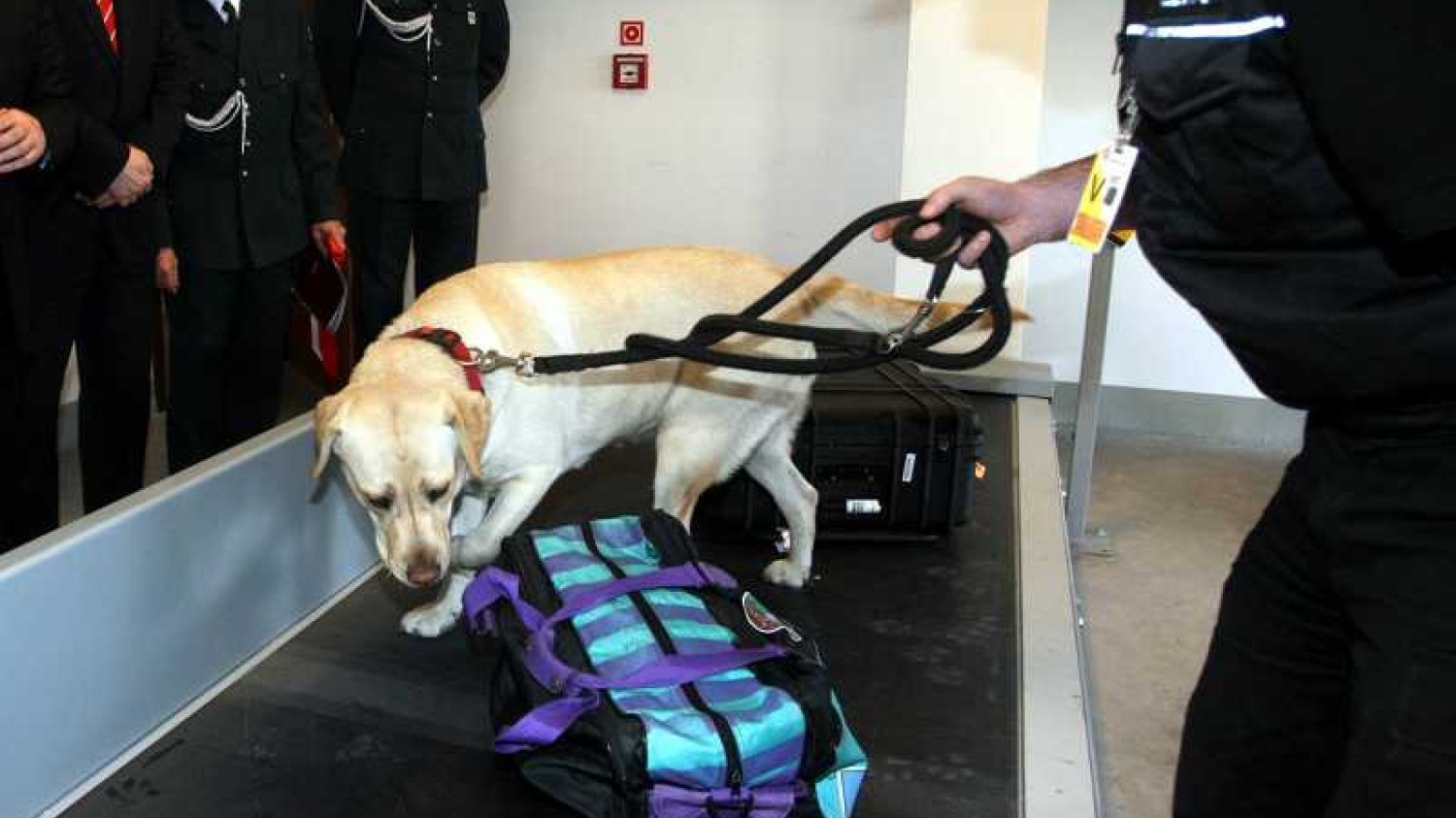 Labrador podczas służby na lotnisku