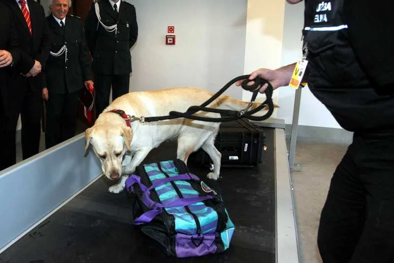 Labrador podczas służby na lotnisku