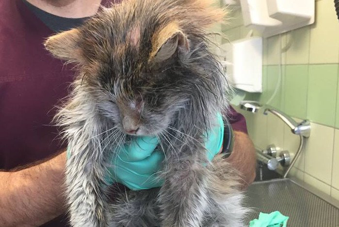 Pracownicy centrum adopcyjnego dali kotu imię "Shell".