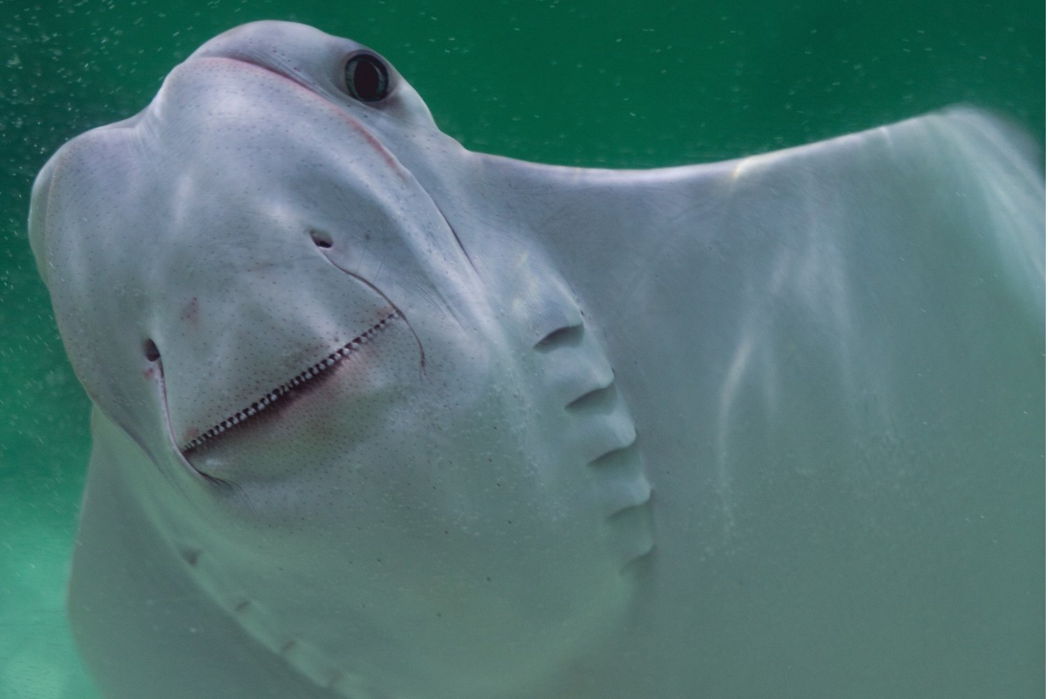 Płaszczka zapozowała do zdjęcia z dzieckiem.