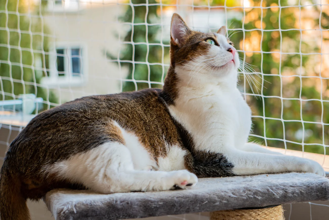 Sitka na balkon do domu z kotem Kot odpoczywa na balkonie