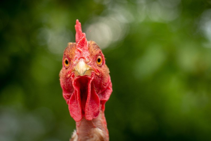 10 prehistorycznych zwierząt, które żyją do dzisiaj. Wśród nich jest kura