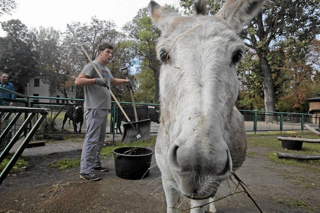 Oślica Antonina z poznańskiego zoo