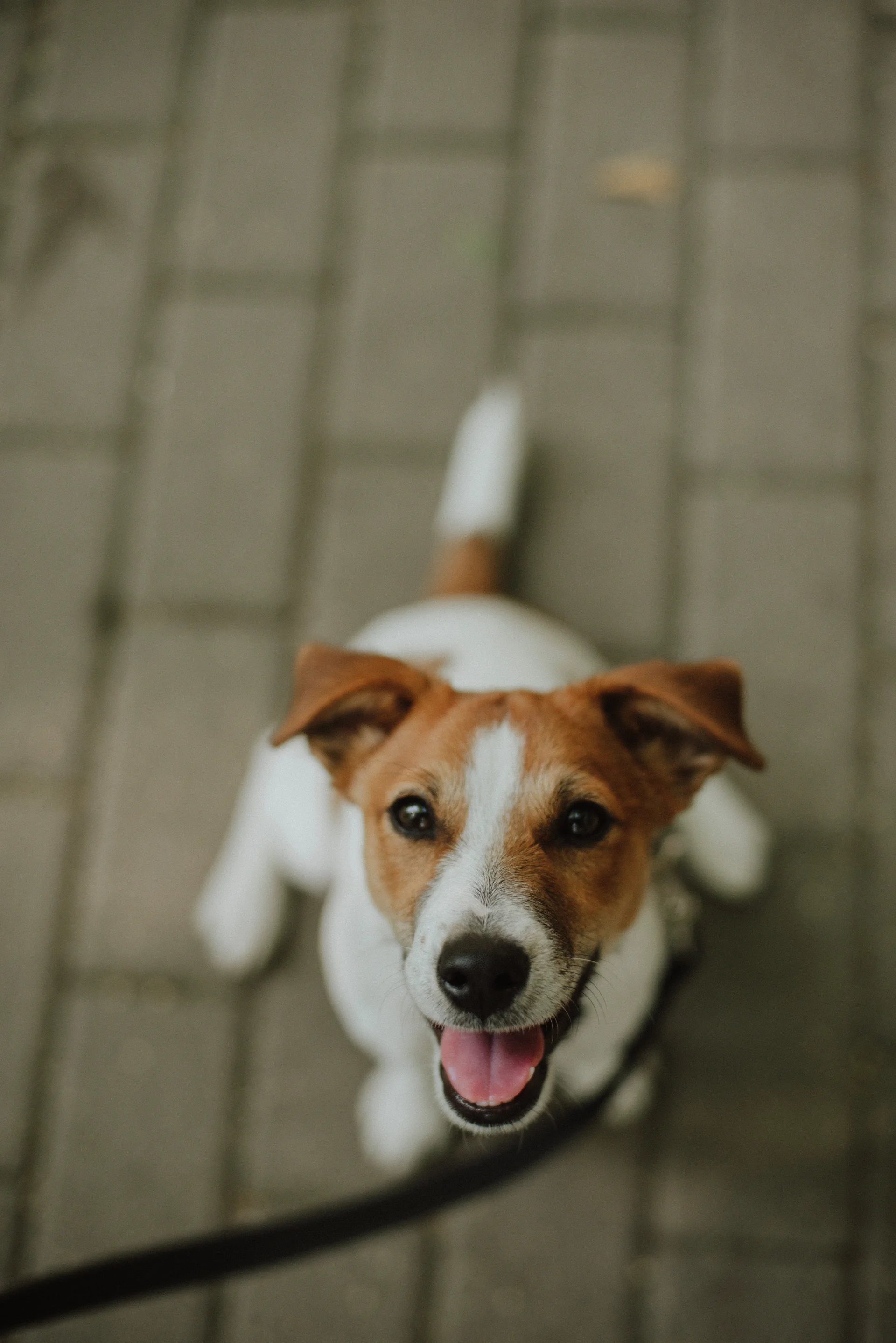 Jack Russel Terrier