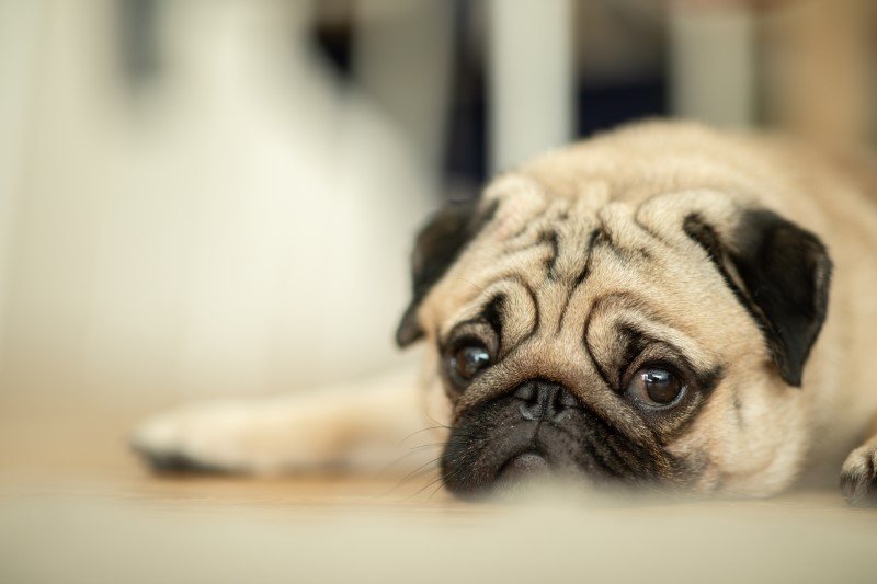 Jedną z najbardziej chorowitych ras są mopsy