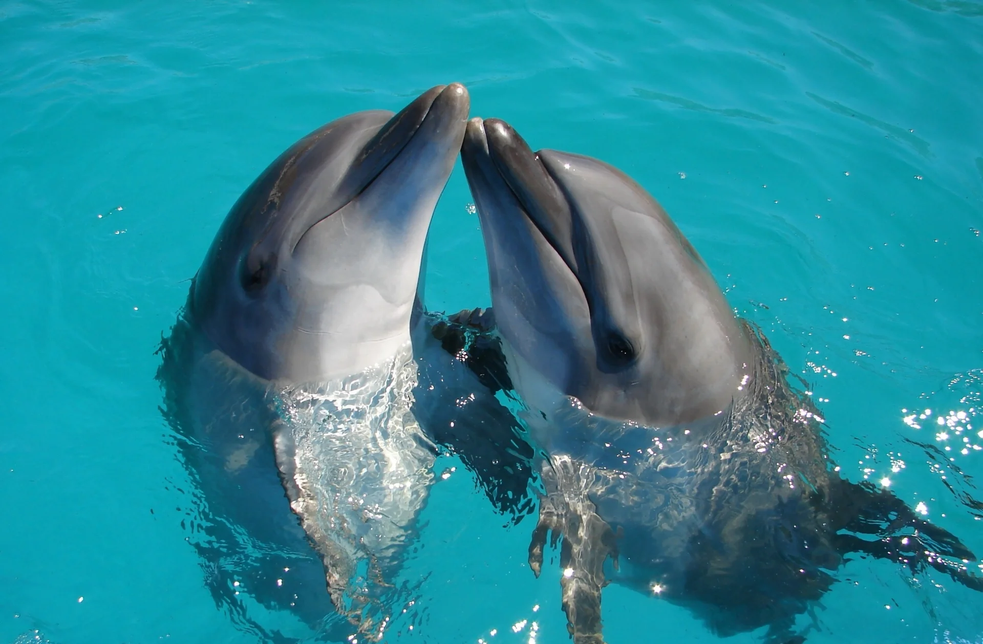 Delfiny butlonose