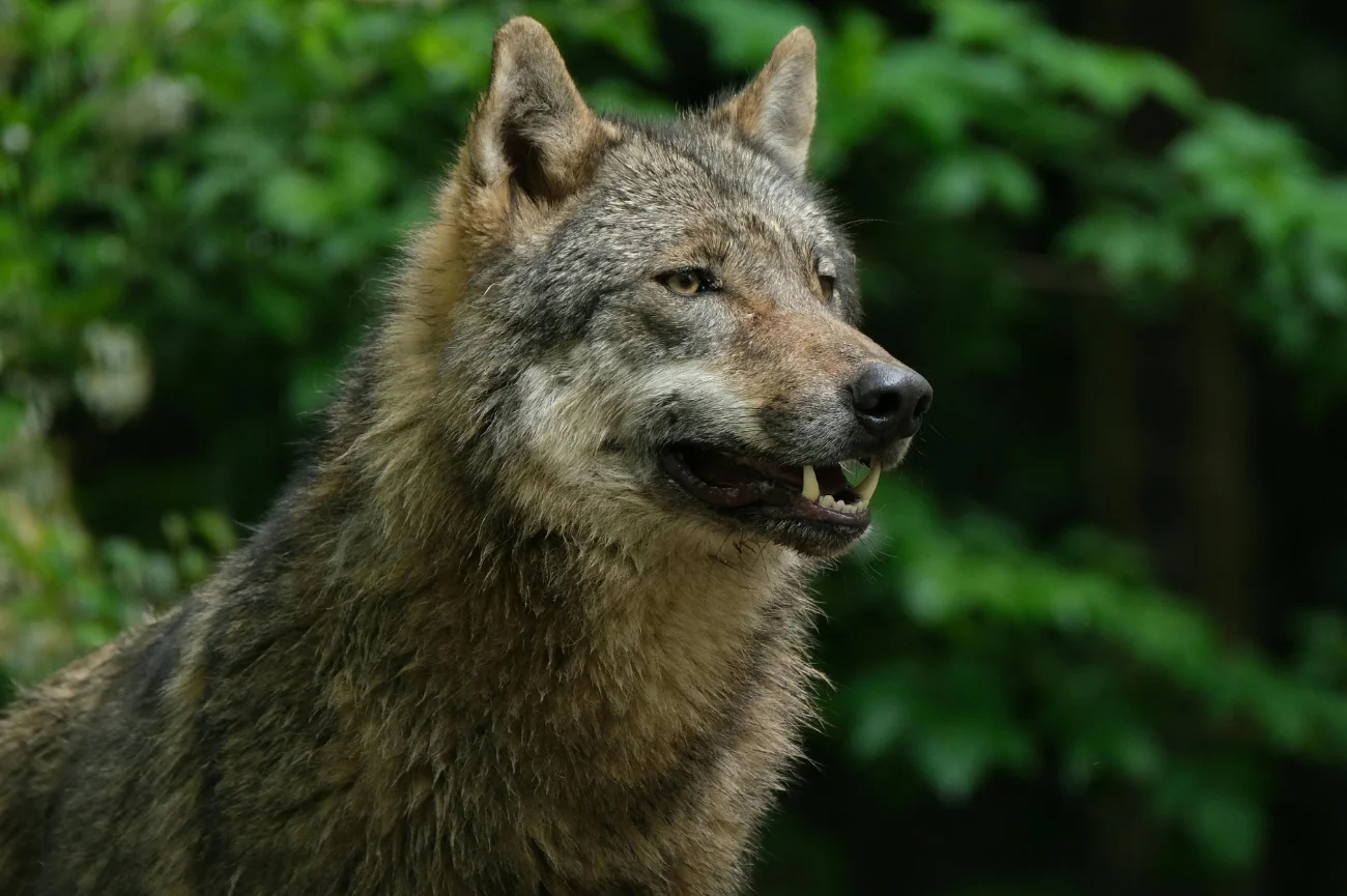 Decyzja o osłabieniu ochrony wilków budzi wiele kontrowersji Wilk w lesie w bliskim kadrze