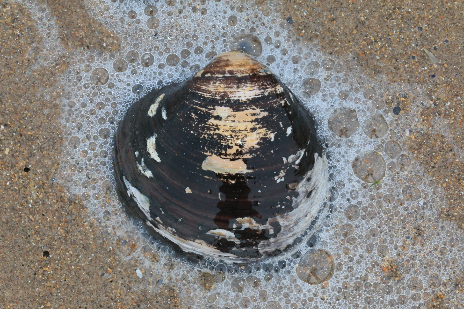 Cyprina islandzka