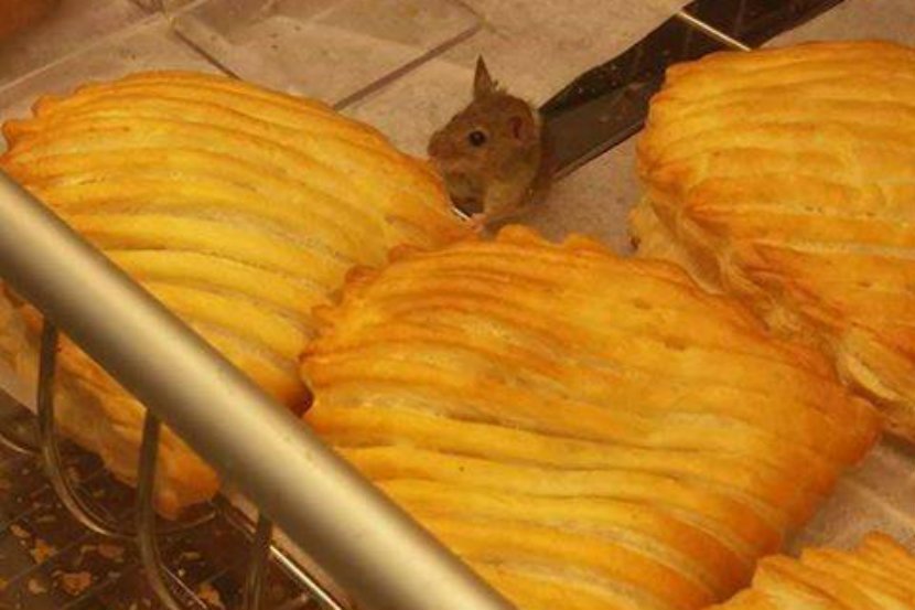 Myszy zawitały do Biedronki w Chojnowie. "Nowy pluszak za jedyne 15 naklejek" – kpią internauci.