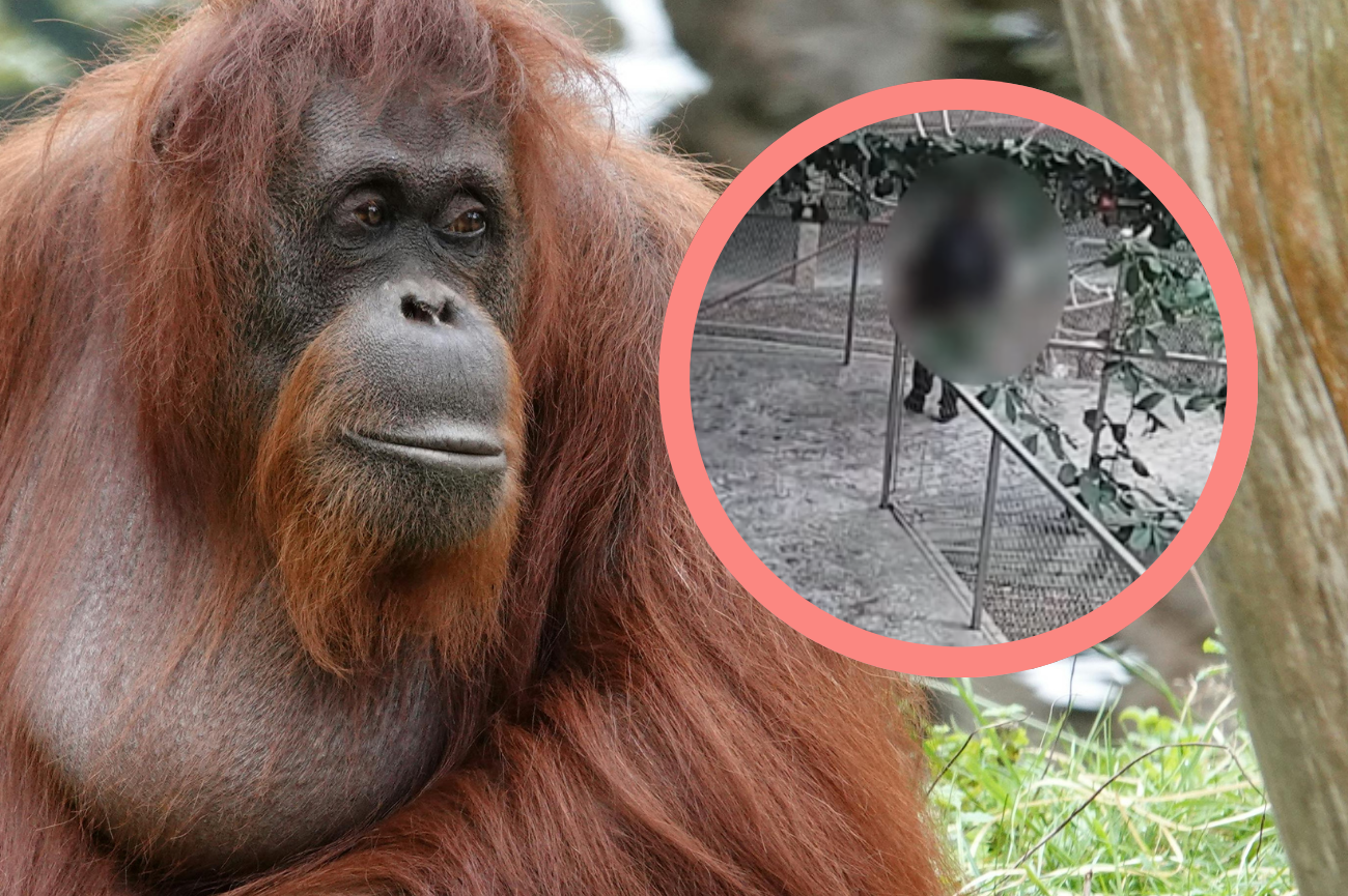 Kobieta dokarmiała orangutany w ZOO, przez co się pochorowały Orangutan, minitoring ZOO