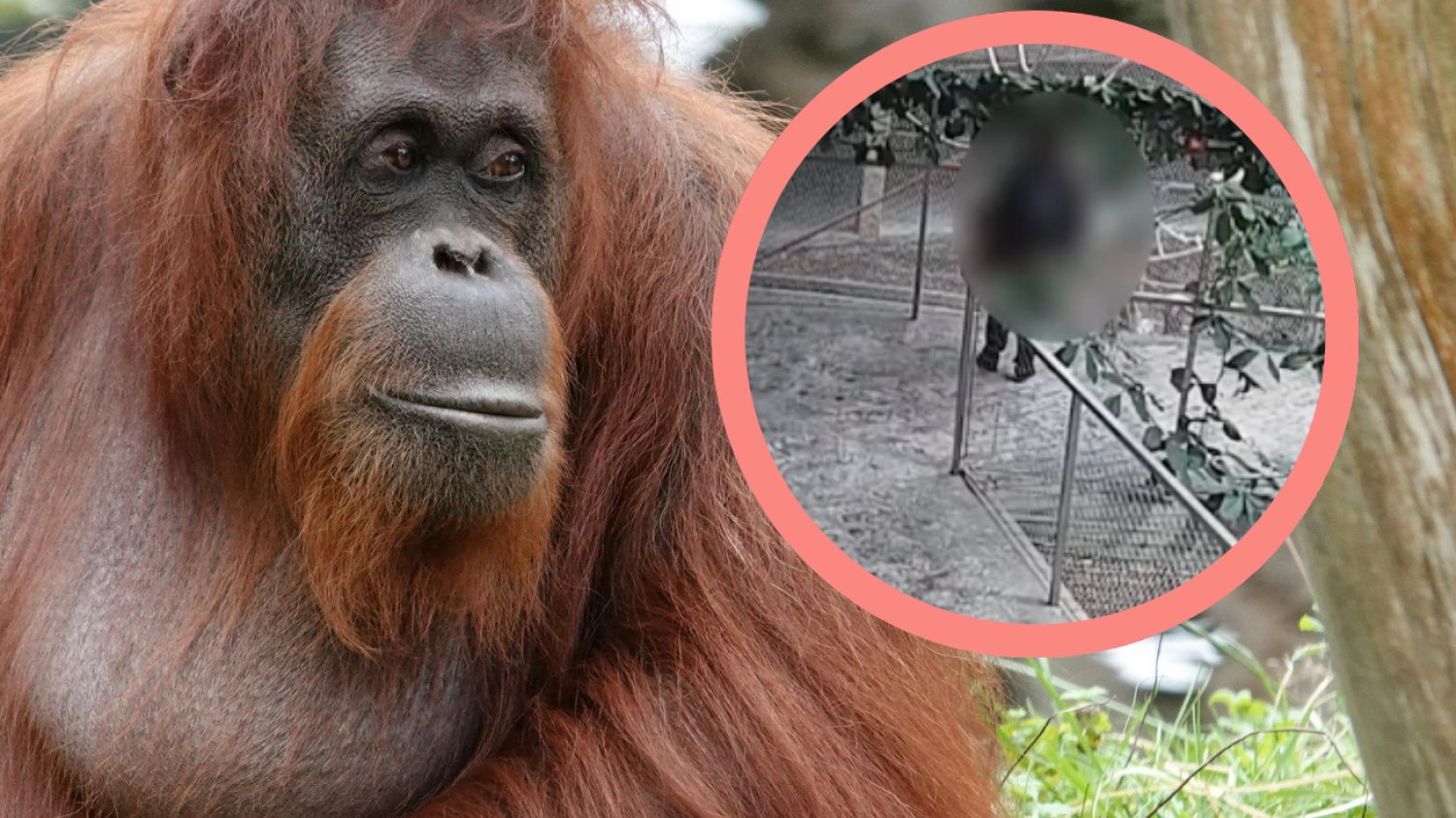 Orangutan, minitoring ZOO