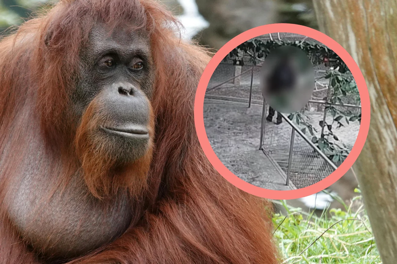 Orangutan, minitoring ZOO