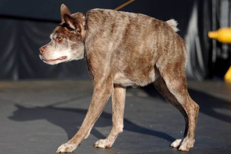 Quasi Modo to mieszaniec pit bulla i owczarka holenderskiego.