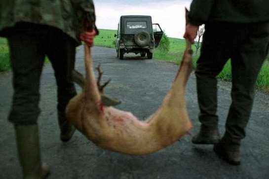 Po ciele nie było w Puszczy Białowieskiej ani śladu. Zostały za to ślady krwi. Uwaga: Zdjęcie jest tylko ilustracją do tekstu.