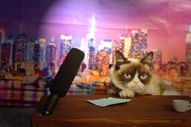 Grumpy Cat gwiazdą kina? Czemu nie!