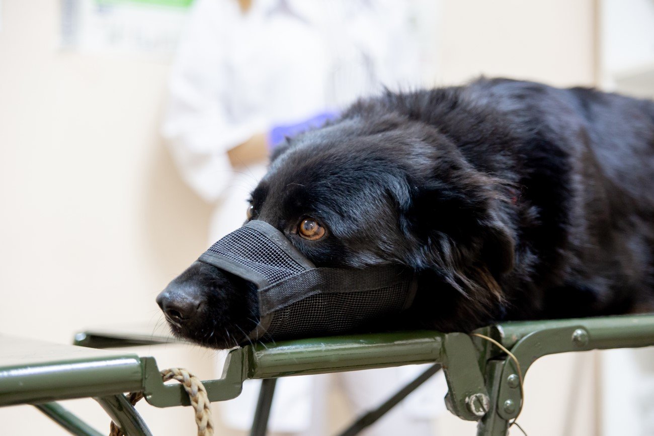 Psy w USA umierają na tajemniczą chorobę