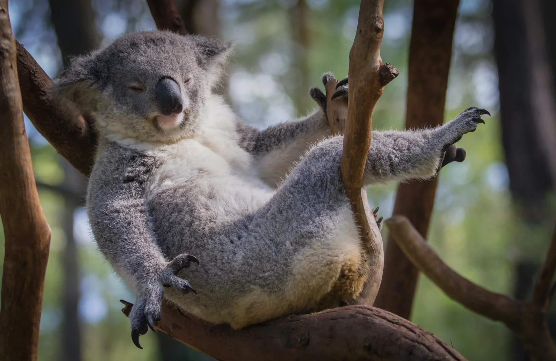 Odpoczywająca koala Odpoczywająca koala