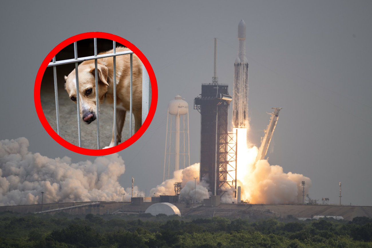 Iran wysłał w kosmos zwierzęta