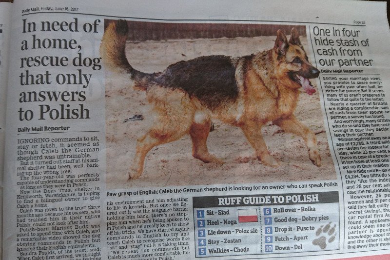 Radosław Sikorski, były minister spraw zagranicznych (PO), zaapelował do polskich emigrantów w Wielkiej Brytanii o przygarnięcie psa.