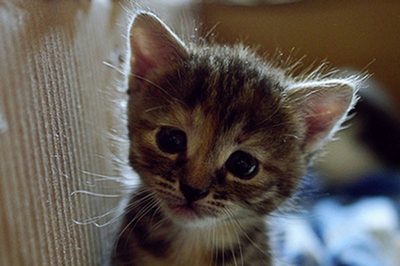 Kociak. Do zakochania jeden krok