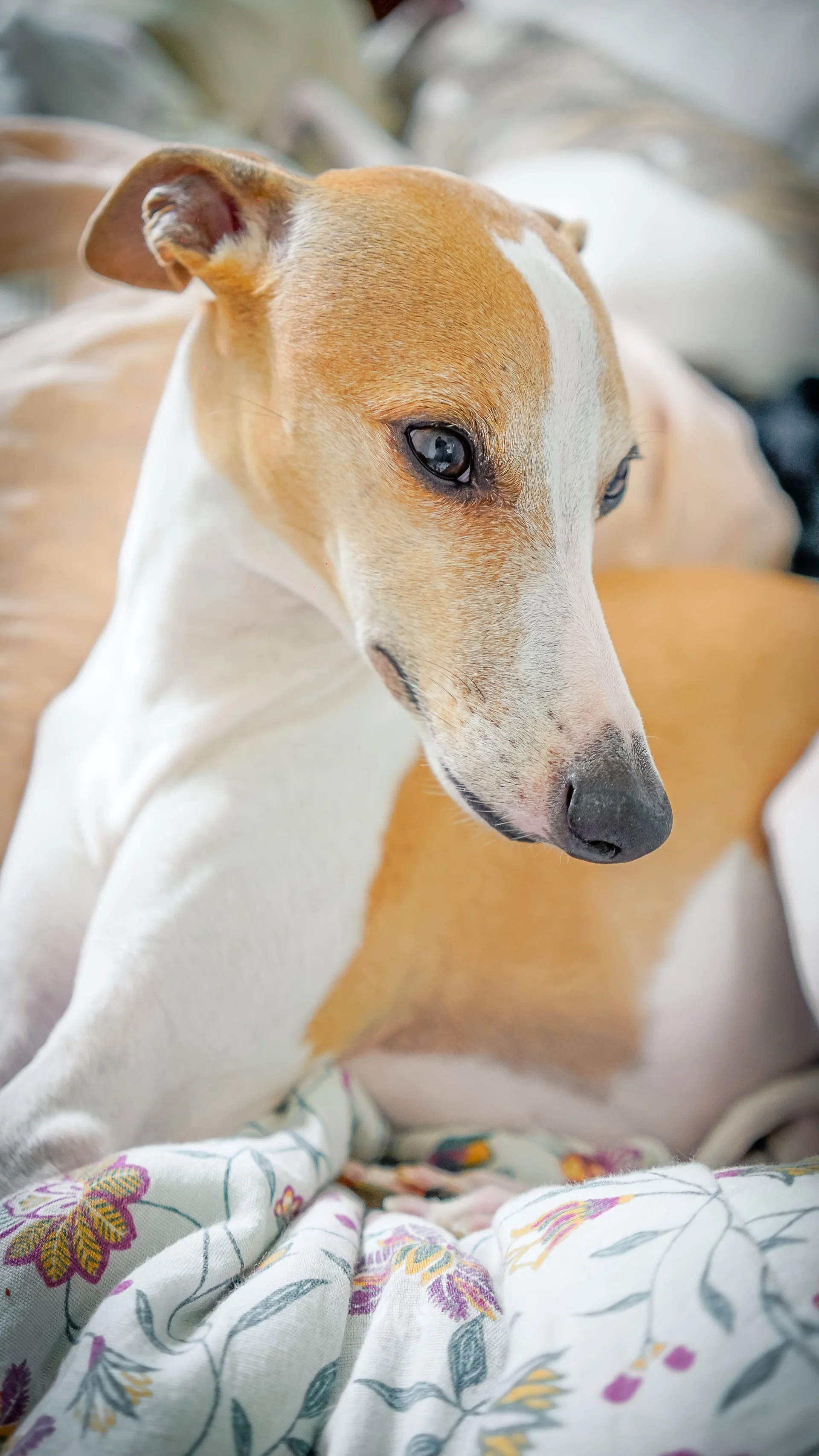 Whippet Whippet