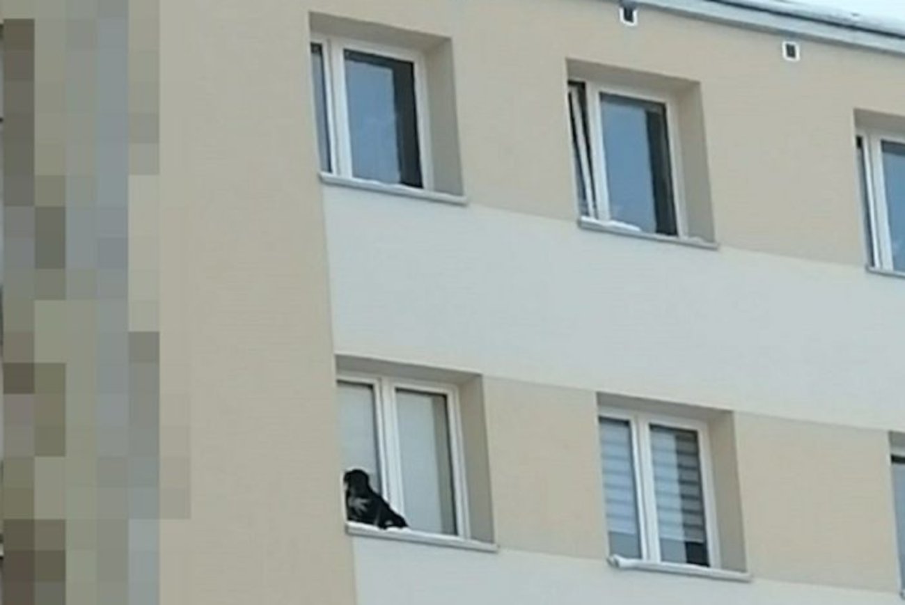 Lubin. Mężczyzna wystawił psa za okno. Skazano go na pięć miesięcy więzienia.