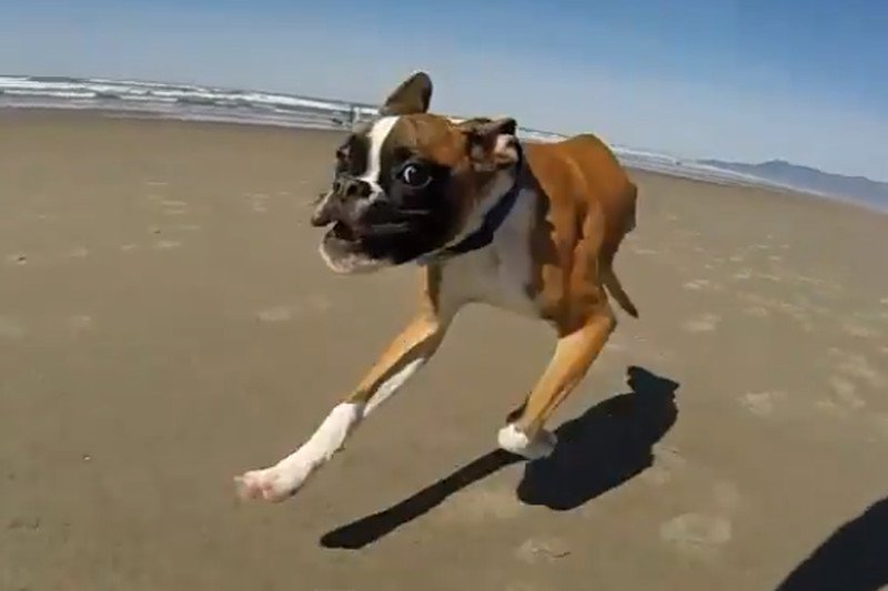 Biegać na dwóch łapach?