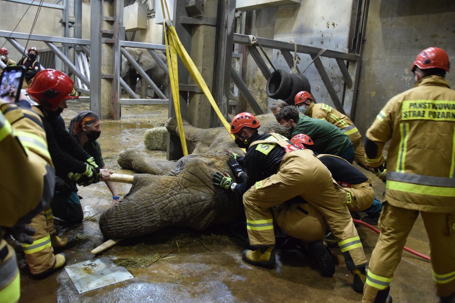 Słonica Linda z poznańskiego ZOO nagle poczuła się gorzej. Kibicowała jej cała Polska. Niestety zwierzę nie przeżyło