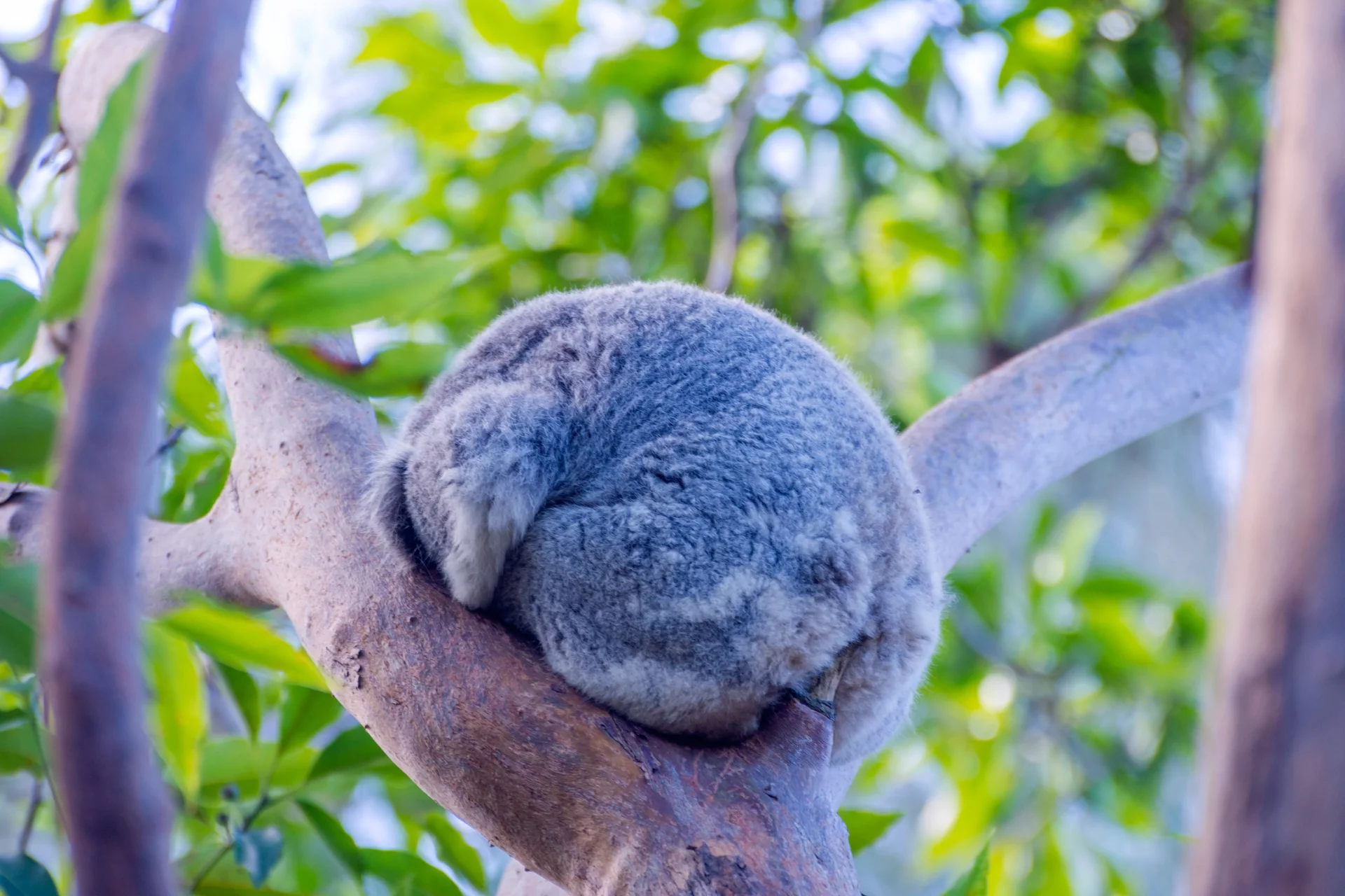 Śpiąca koala Śpiąca koala