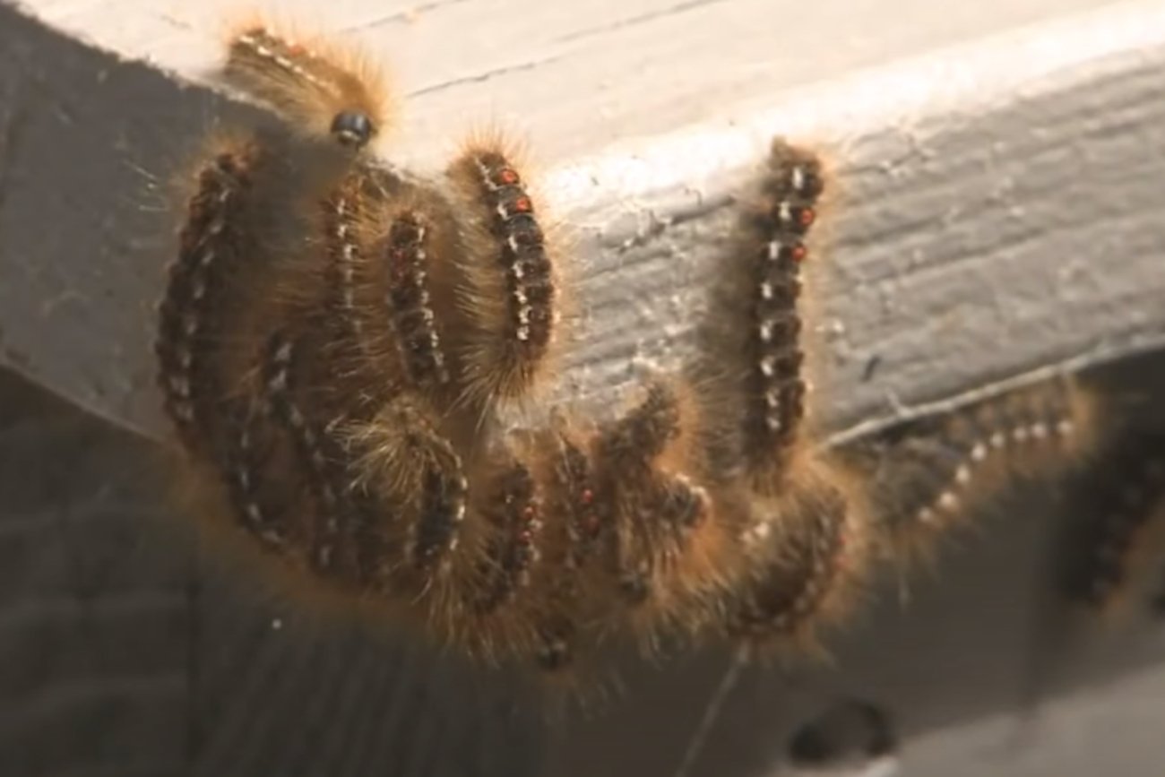 Gąsienice gatunku kuprówka rudnica.