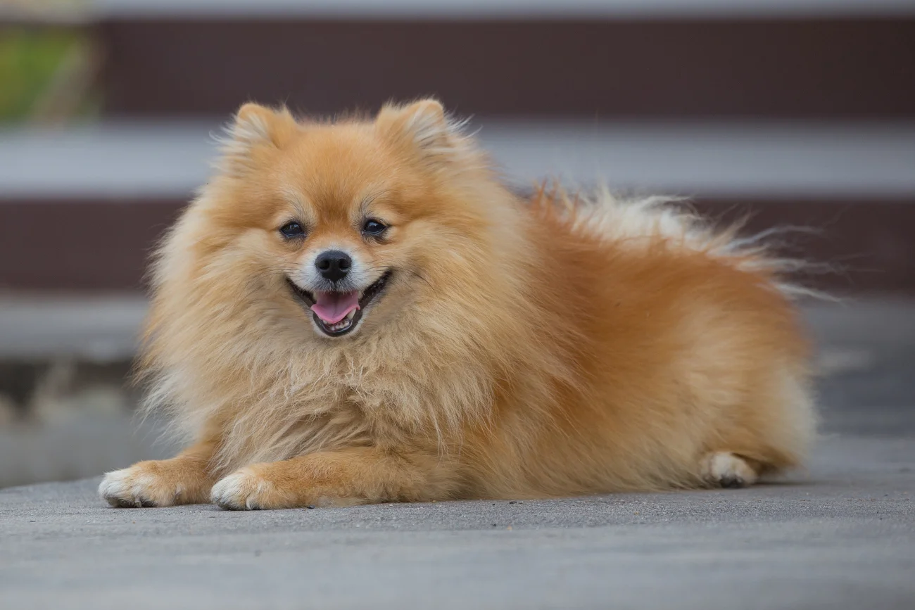 Pomeranian na spacerze