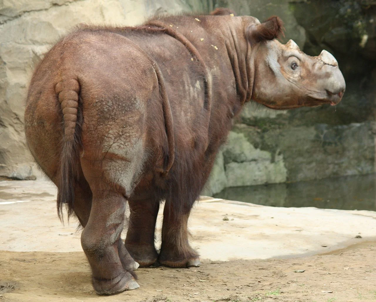 Nosorożec sumatrzański w zoo
