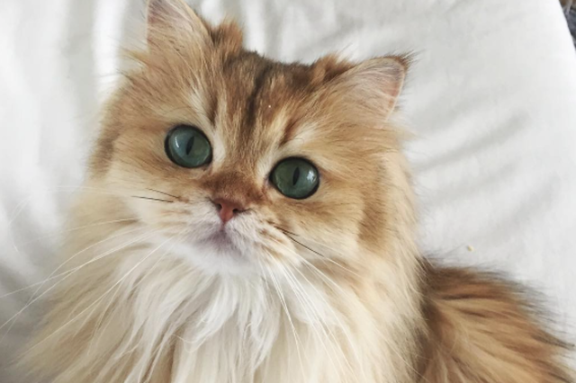 Smoothie – najładniejszy i bardzo fotogeniczny kot ulubieńcem internautów.