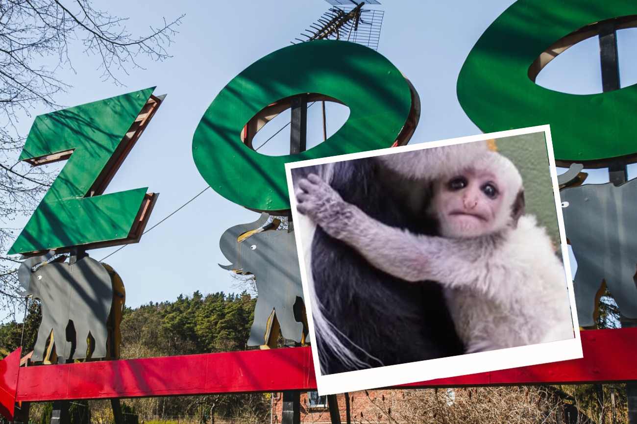 Gdańskie ZOO powitało nowego malucha ZOO Gdańsk, mała gereza abisyńska