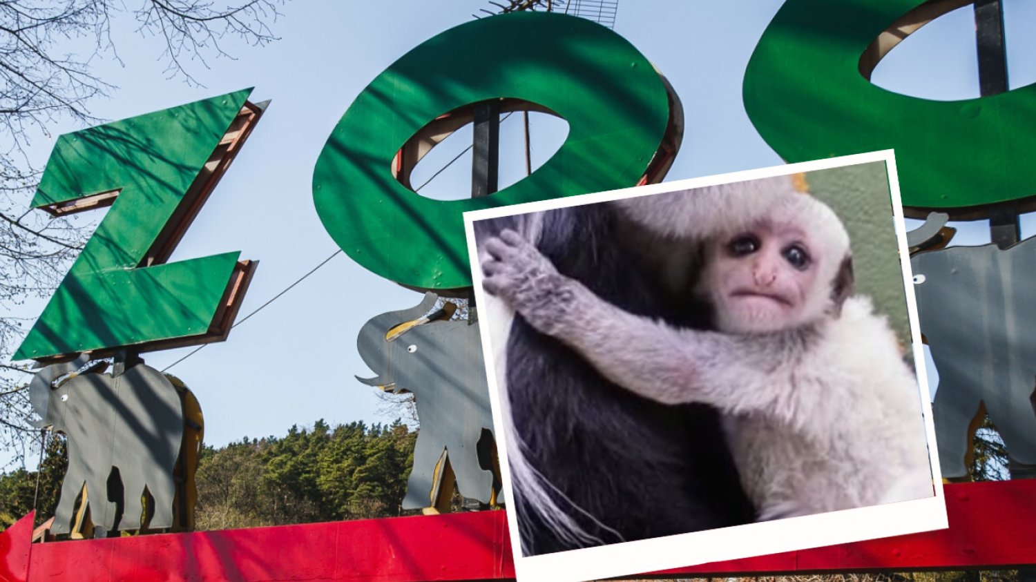 ZOO Gdańsk, mała gereza abisyńska
