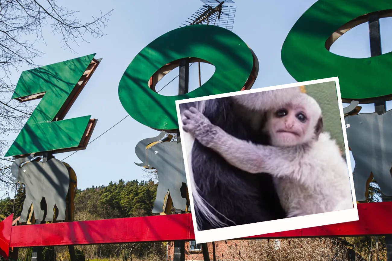 ZOO Gdańsk, mała gereza abisyńska