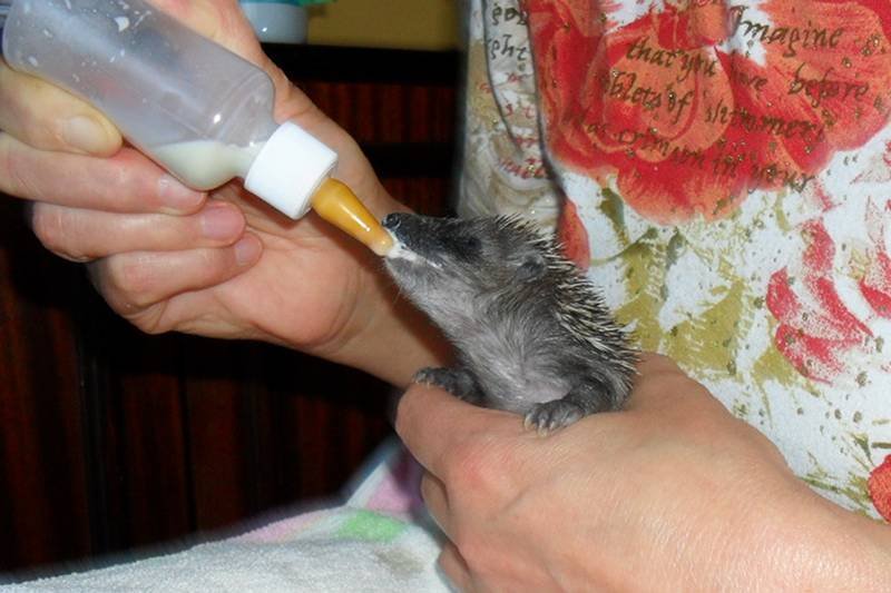 Małe jeżyki mogą nie przetrwać nadchodzącej zimy