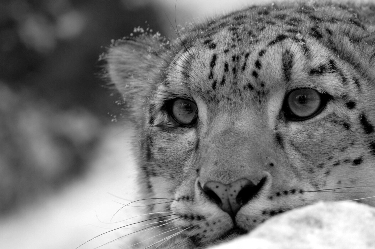 Zmarła pantera śnieżna Ayana.