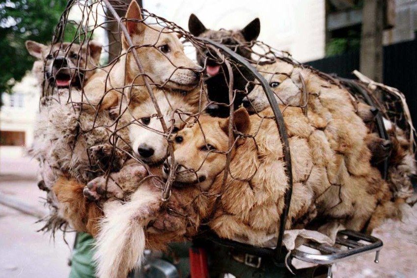 W Yulin w Chinach trwa festiwal psiego mięsa