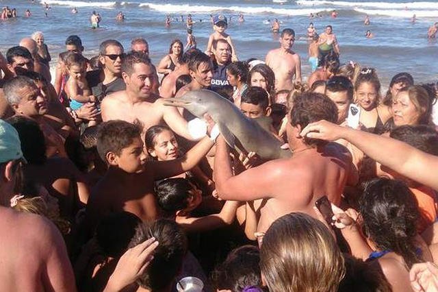 Selfie z tłumem plażowiczów zabiło delfina